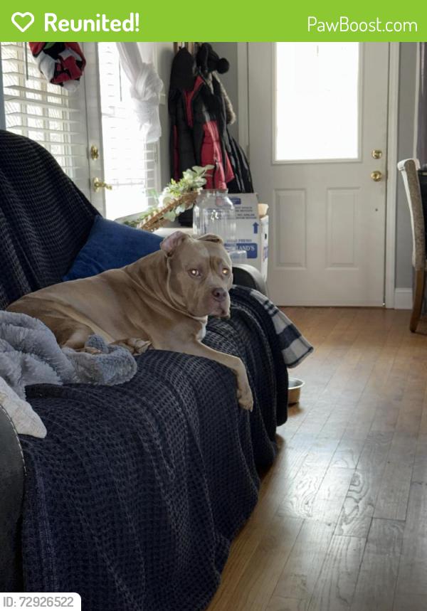 Reunited Female Dog last seen YWCA blue ridge assembly drive black mountain nc 28711, Black Mountain, NC 28711