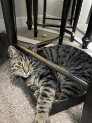 Reunited Male Cat last seen Near 59th Ave SW, Lakewood, WA 98499, USA, Lakewood, WA 98499