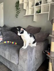 Lost Female Cat last seen Near w Rosecrans ave , Compton, CA 90222
