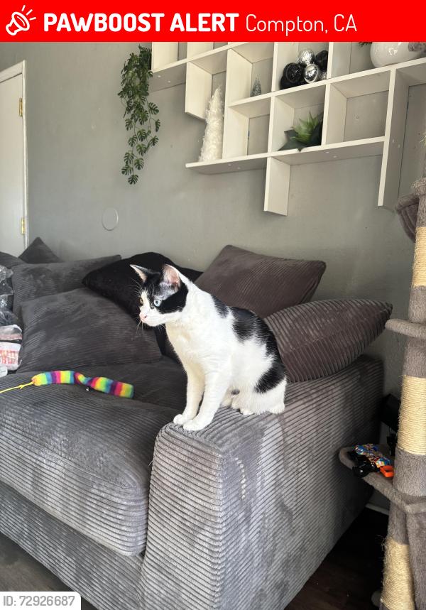 Lost Female Cat last seen Near w Rosecrans ave , Compton, CA 90222