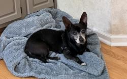 Found/Stray Male Dog last seen Reynolda Rd, Winston-Salem, NC 27106