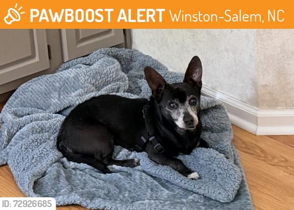 Found/Stray Male Dog last seen Reynolda Rd, Winston-Salem, NC 27106