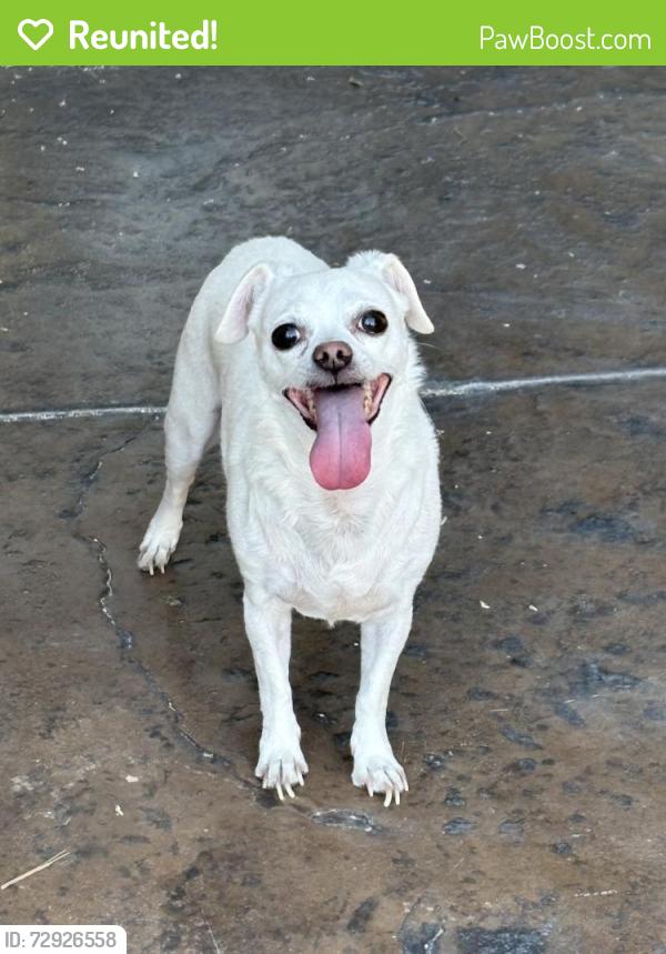 Reunited Female Dog last seen Sheep Ranch Ct, Las Vegas, NV 89143, USA, Las Vegas, NV 89143