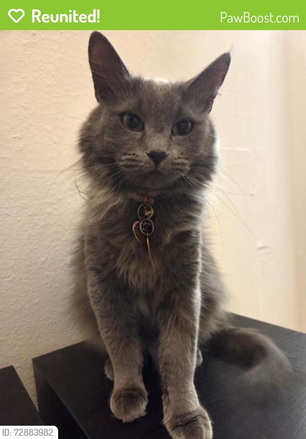 Reunited Female Cat last seen Near 8th st, Albuquerque, NM 87102
