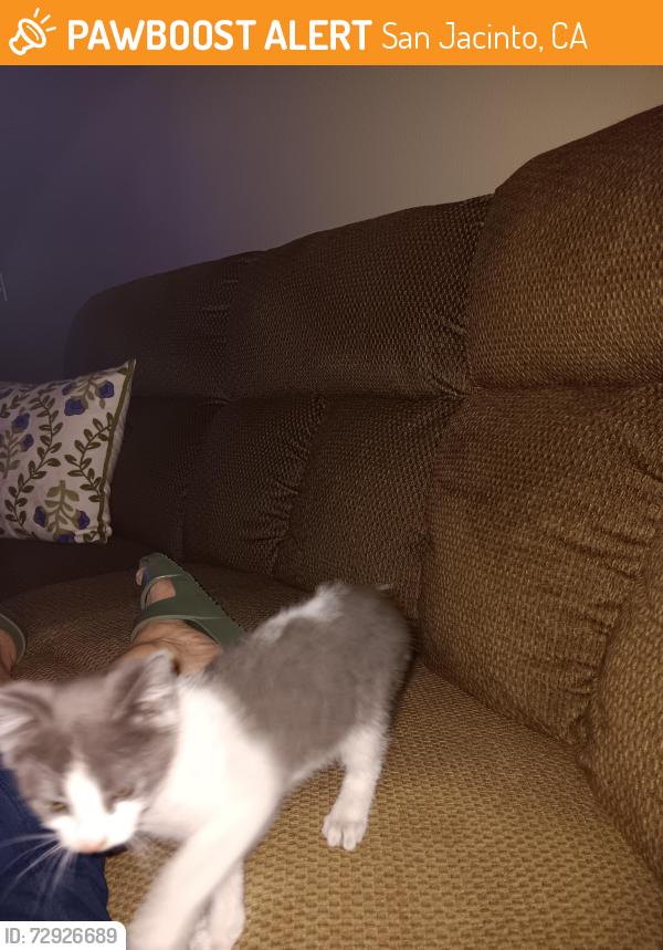 Found/Stray Unknown Cat last seen Quantity Ranch Rd, behind San Jacinto College, San Jacinto, CA 92583