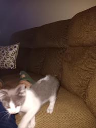 Found/Stray Unknown Cat last seen Quantity Ranch Rd, behind San Jacinto College, San Jacinto, CA 92583