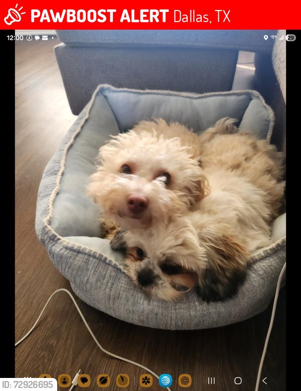 Lost Male Dog last seen Serenade  ln fern glen, Dallas, TX 75241