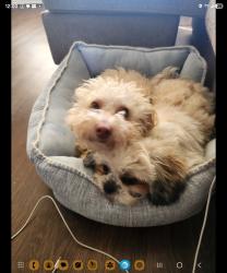 Lost Male Dog last seen Serenade  ln fern glen, Dallas, TX 75241