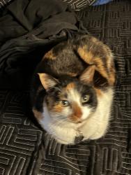 Reunited Female Cat last seen 145th Ave E, Madeira Beach, FL 33708