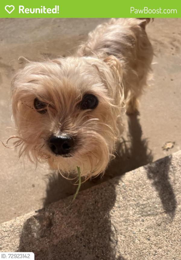 Reunited Male Dog last seen W Riggin St and hwy 60, Monterey Park, CA 91754
