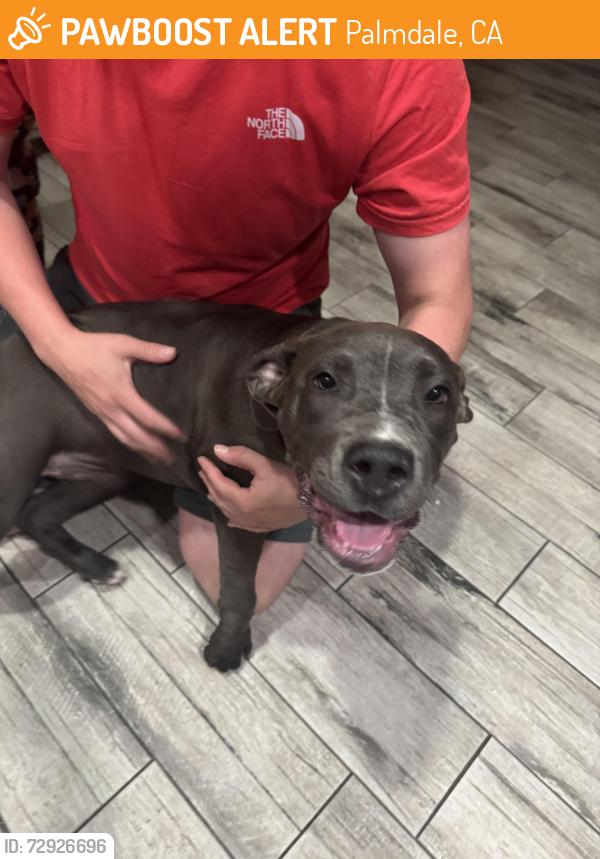 Found/Stray Female Dog last seen Dutch bros , Palmdale, CA 93550