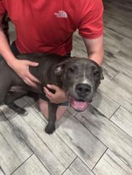 Found/Stray Female Dog last seen Dutch bros , Palmdale, CA 93550