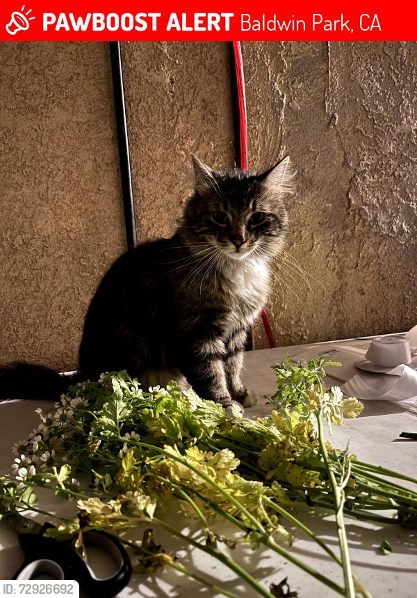 Lost Male Cat last seen Nubia  /arrow hwy /olivest, Baldwin Park, CA 91706