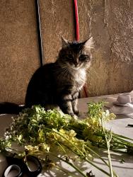 Lost Male Cat last seen Nubia  /arrow hwy /olivest, Baldwin Park, CA 91706