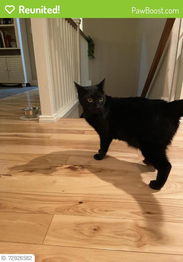 Reunited Unknown Cat last seen 66th Ave Ct at W 32nd St, St Michael's Square in Greeley CO, Greeley, CO 80634