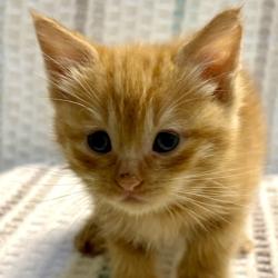 Shelter Stray Female Cat last seen Rancho Cordova, CA 95670, Sacramento, CA 95828