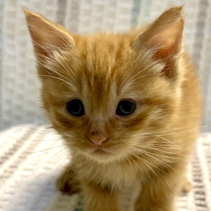 Shelter Stray Female Cat last seen Rancho Cordova, CA 95670, Sacramento, CA 95828