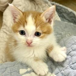 Shelter Stray Male Cat last seen Rancho Cordova, CA 95670, Sacramento, CA 95828