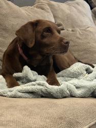 Reunited Female Dog last seen Near Chantry Dr, Moreno Valley, CA 92553, USA, Moreno Valley, CA 92553