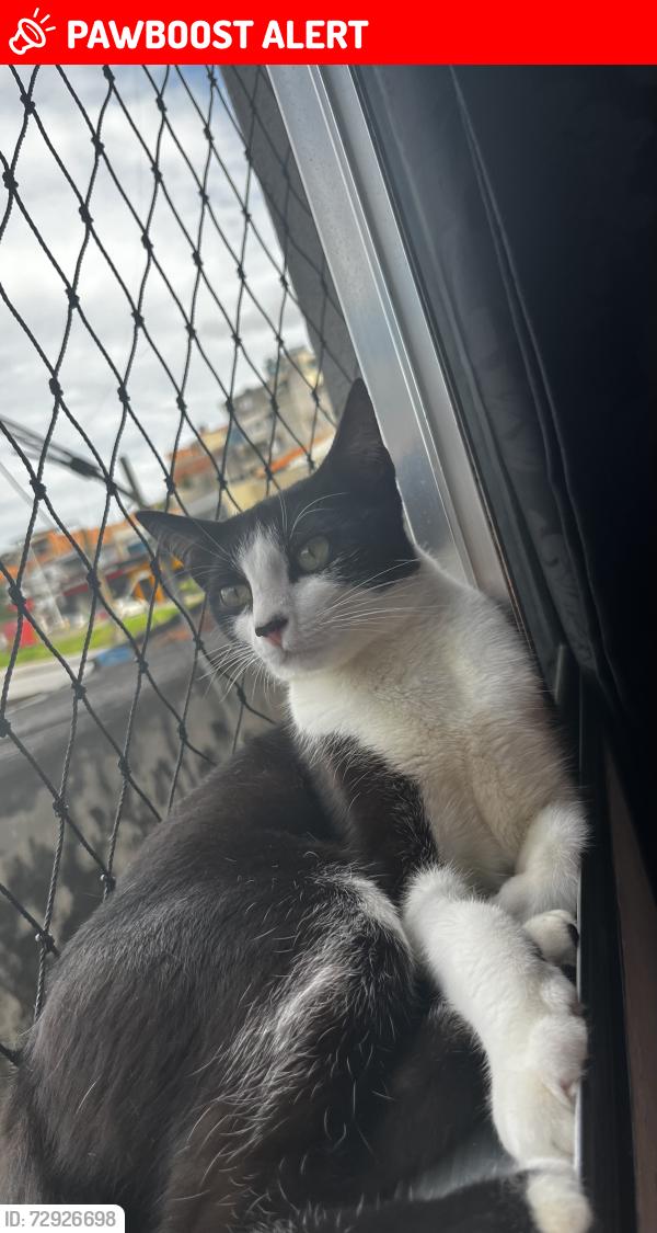 Lost Female Cat last seen Rua Javan lessa Ribeiro , casa 127 , próximo a quadra do Eloi na rua do fênix , Jardim Sao Judas Tadeu, SP 06786-010