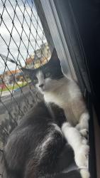 Lost Female Cat last seen Rua Javan lessa Ribeiro , casa 127 , próximo a quadra do Eloi na rua do fênix , Jardim Sao Judas Tadeu, SP 06786-010