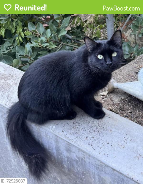 Reunited Male Cat last seen Near Tianna Rd, Los Angeles, CA 90046, USA, Los Angeles, CA 90046
