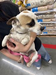 Lost Female Dog last seen sandia and itoya vista, Apple Valley, CA 92308