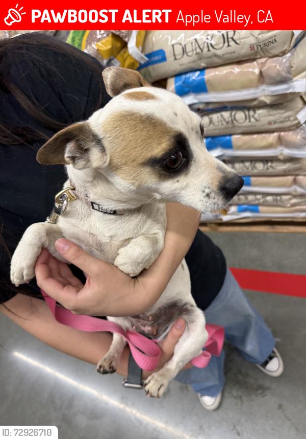 Lost Female Dog last seen sandia and itoya vista, Apple Valley, CA 92308