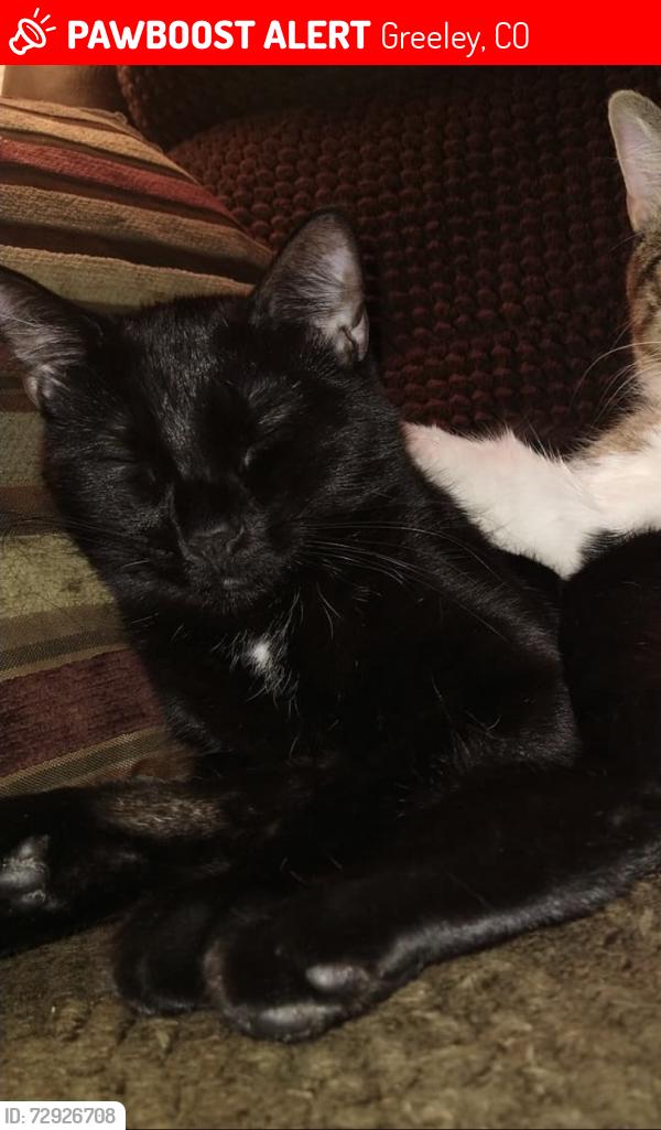 Lost Female Cat last seen Near the train tracks, Greeley, CO 80631