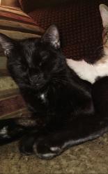 Lost Female Cat last seen Near the train tracks , Greeley, CO 80631