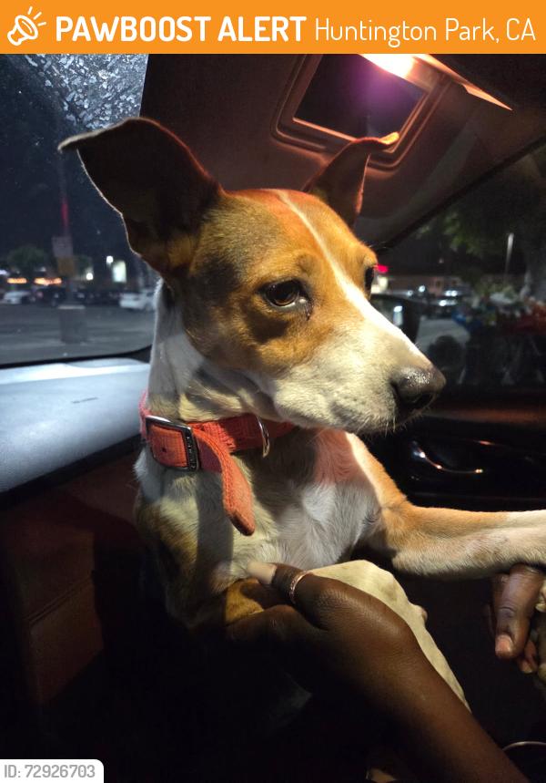 Found/Stray Female Dog last seen Slauson , Huntington Park, CA 90255