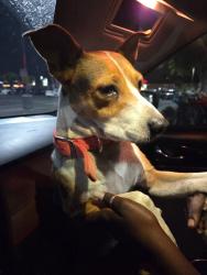 Found/Stray Female Dog last seen Slauson , Huntington Park, CA 90255