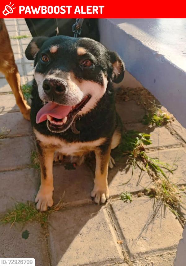 Lost Male Dog last seen San Manuel , Heroica Puebla de Zaragoza, Pue. 72570