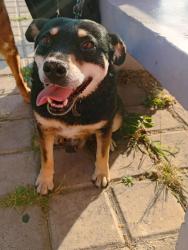Lost Male Dog last seen San Manuel , Heroica Puebla de Zaragoza, Pue. 72570