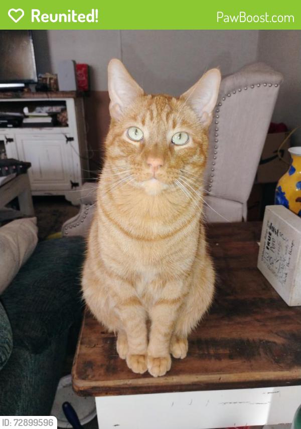 Reunited Male Cat last seen Pelican Bay Tx, Azle, TX 76020
