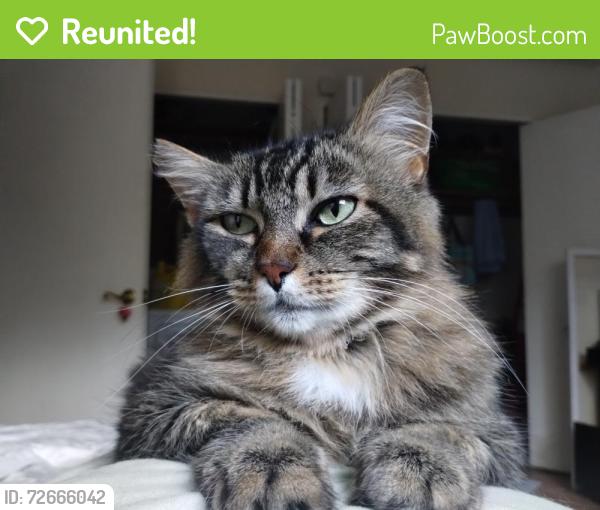 Reunited Female Cat last seen Stark and SE 146th Ave, Portland, OR 97233