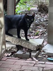 Reunited Unknown Cat last seen Btwn Roberts & West Capps, Fort Worth, TX 76110