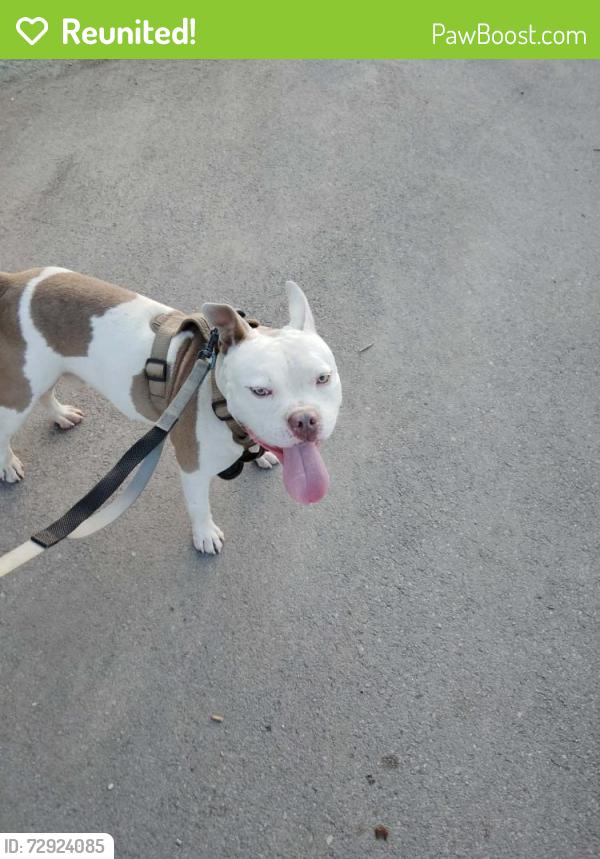 Reunited Male Dog last seen S. General McMullen, San Antonio, TX 78237