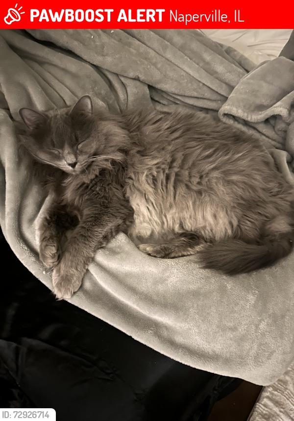 Lost Male Cat last seen Naperville, IL, Naperville, IL 60540