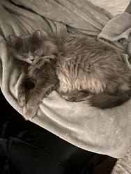 Lost Male Cat last seen Naperville, IL, Naperville, IL 60540
