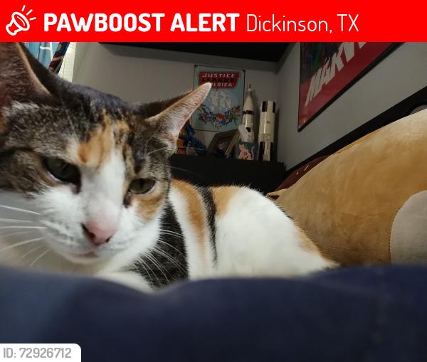 Lost Female Cat last seen FM 517, West Meadow Lane neighborhood, Cervelle Homes Pedregal neighborhood, Dickinson, TX 77539