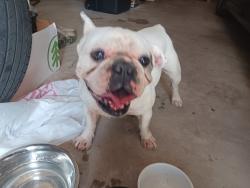 Found/Stray Male Dog last seen Lawson road, Mesquite, TX 75181
