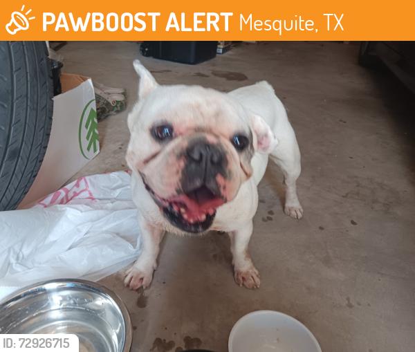Found/Stray Male Dog last seen Lawson road, Mesquite, TX 75181