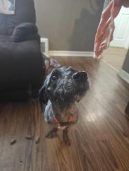 Reunited Male Dog last seen Helen pl , Canton, OH 44708