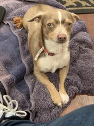 Reunited Male Dog last seen Grand Ave and Sacramento Ave., Spring Valley, CA 91977