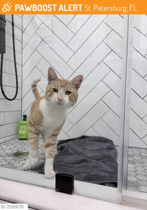 Found/Stray Male Cat last seen Fifth ave N and first st N, St. Petersburg, FL 33701
