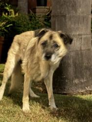 Reunited Female Dog last seen Three Seasons Rd, San Diego, CA 92126, USA, San Diego, CA 92126