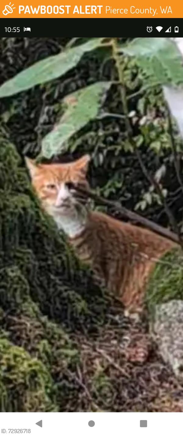 Found/Stray Unknown Cat last seen Teidman , Pierce County, WA 98349