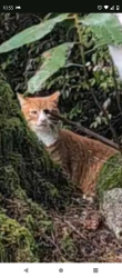 Found/Stray Unknown Cat last seen Teidman , Pierce County, WA 98349