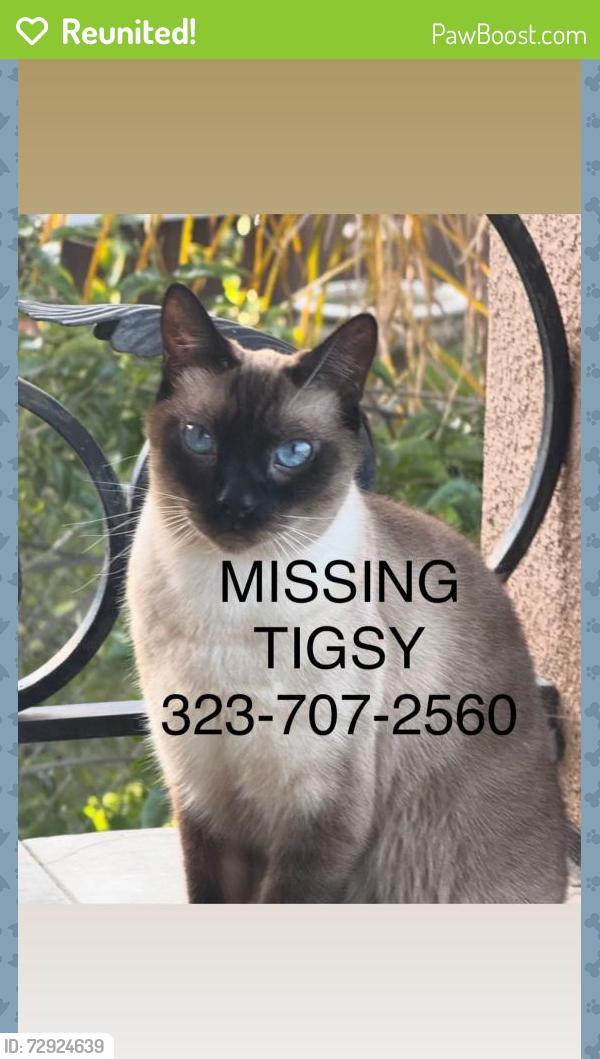Reunited Male Cat last seen Near Otsego street, Los Angeles, CA 91403